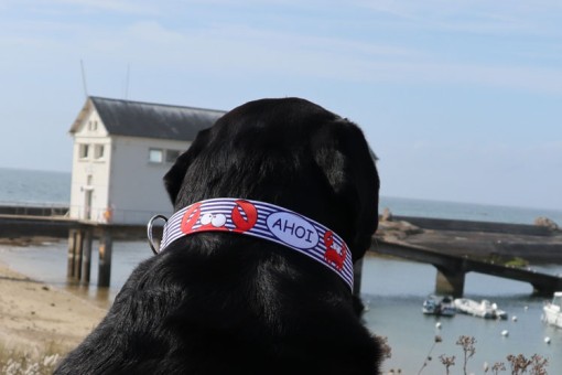SALTYDOG ® AHOI 